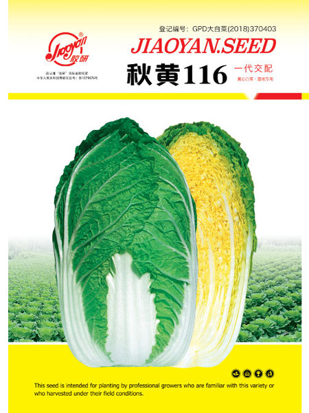 秋黄116——秋播白菜
